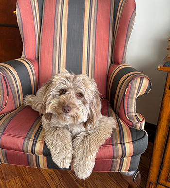 Henry the Dog - Office Pet